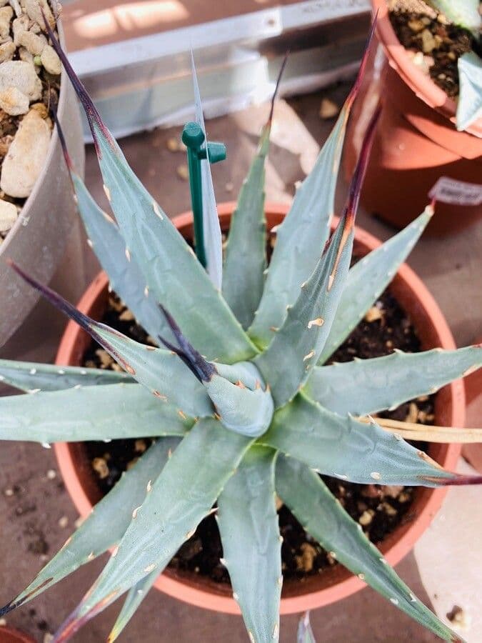 Utah-Agave 19