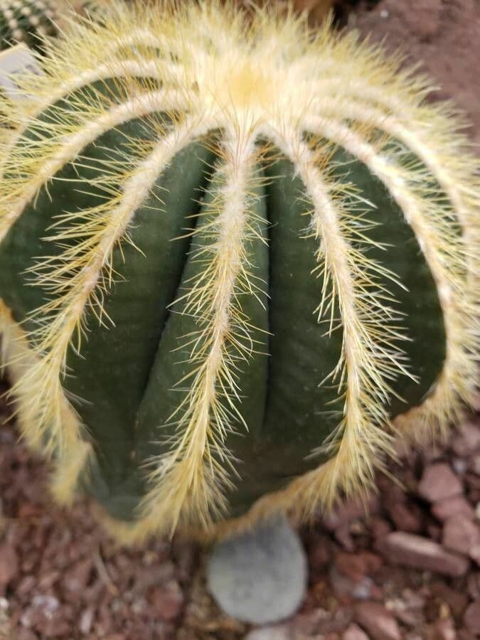 Parodia 13