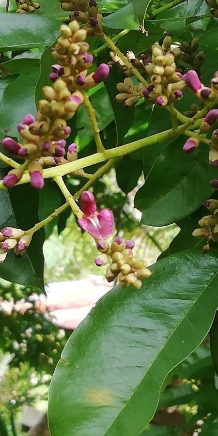 Andira inerme