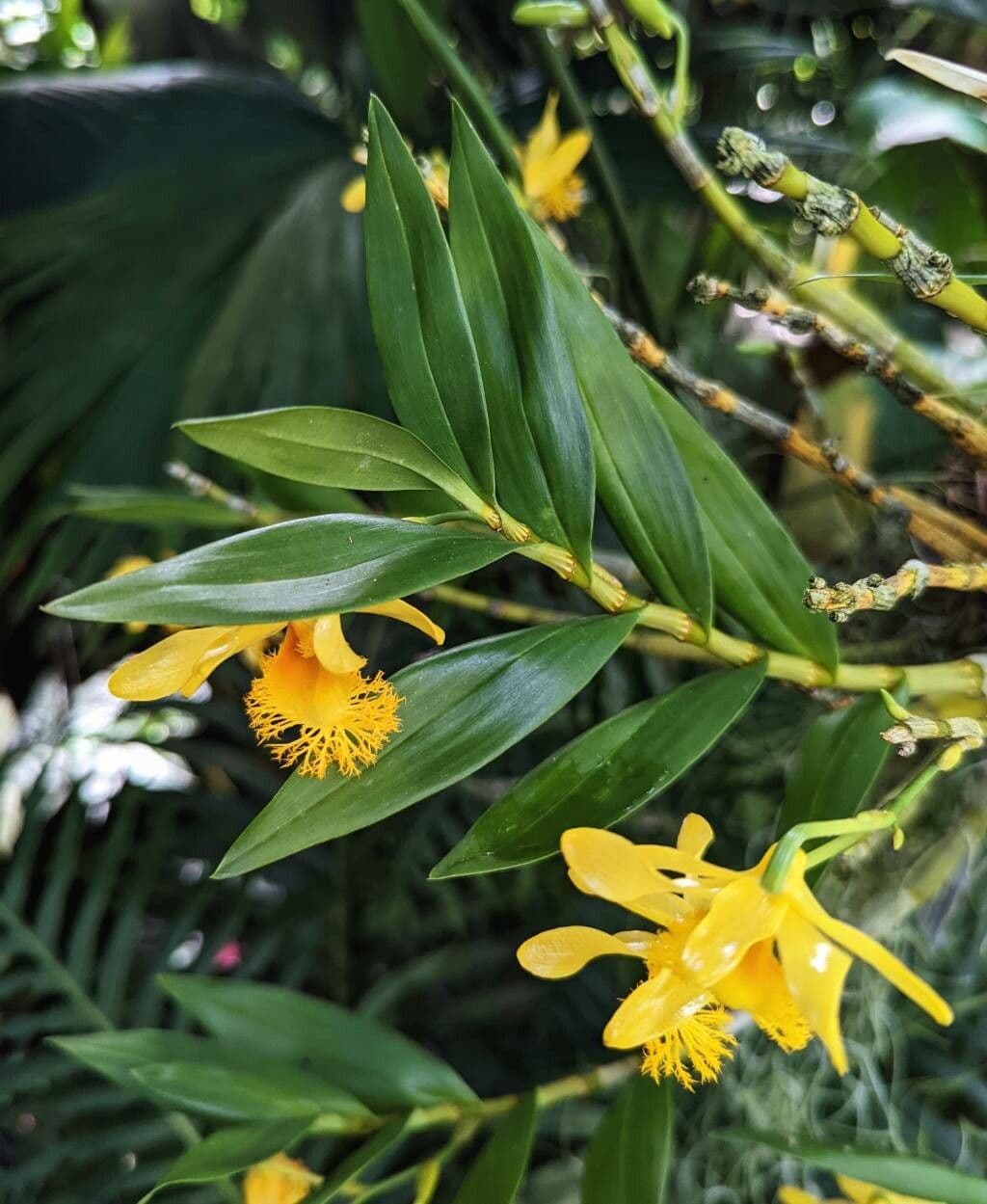 Dendrobium 5