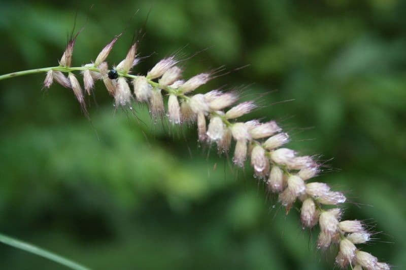 Erba fontana pelosa