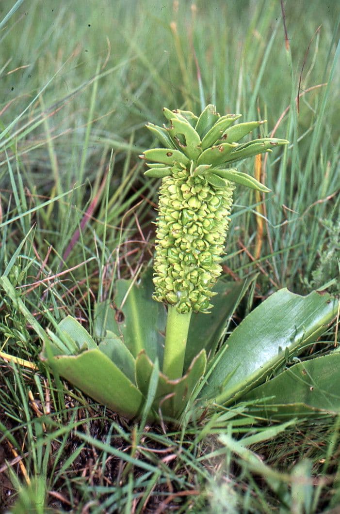 Eucomis 9