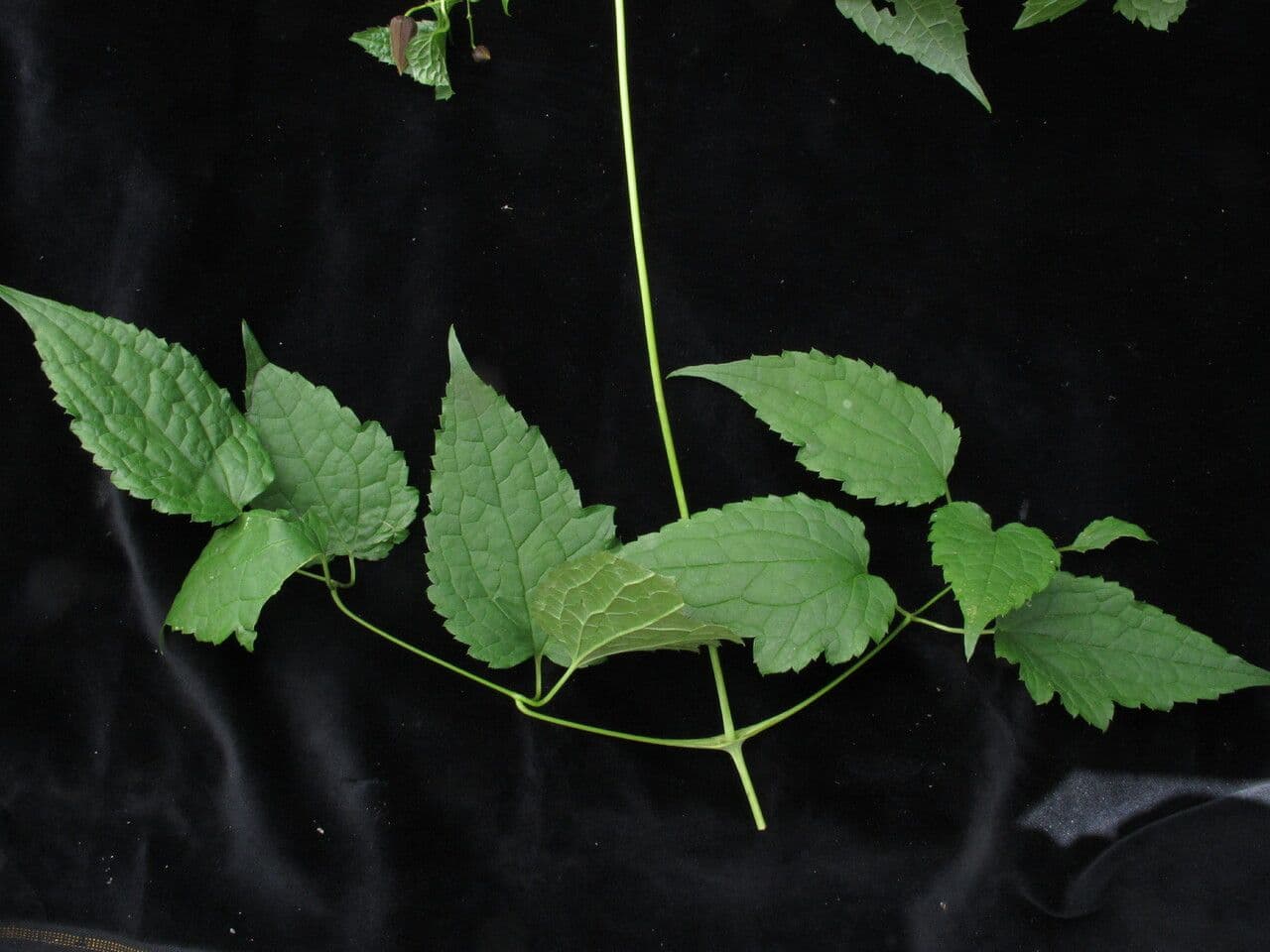 Clematis connata 7