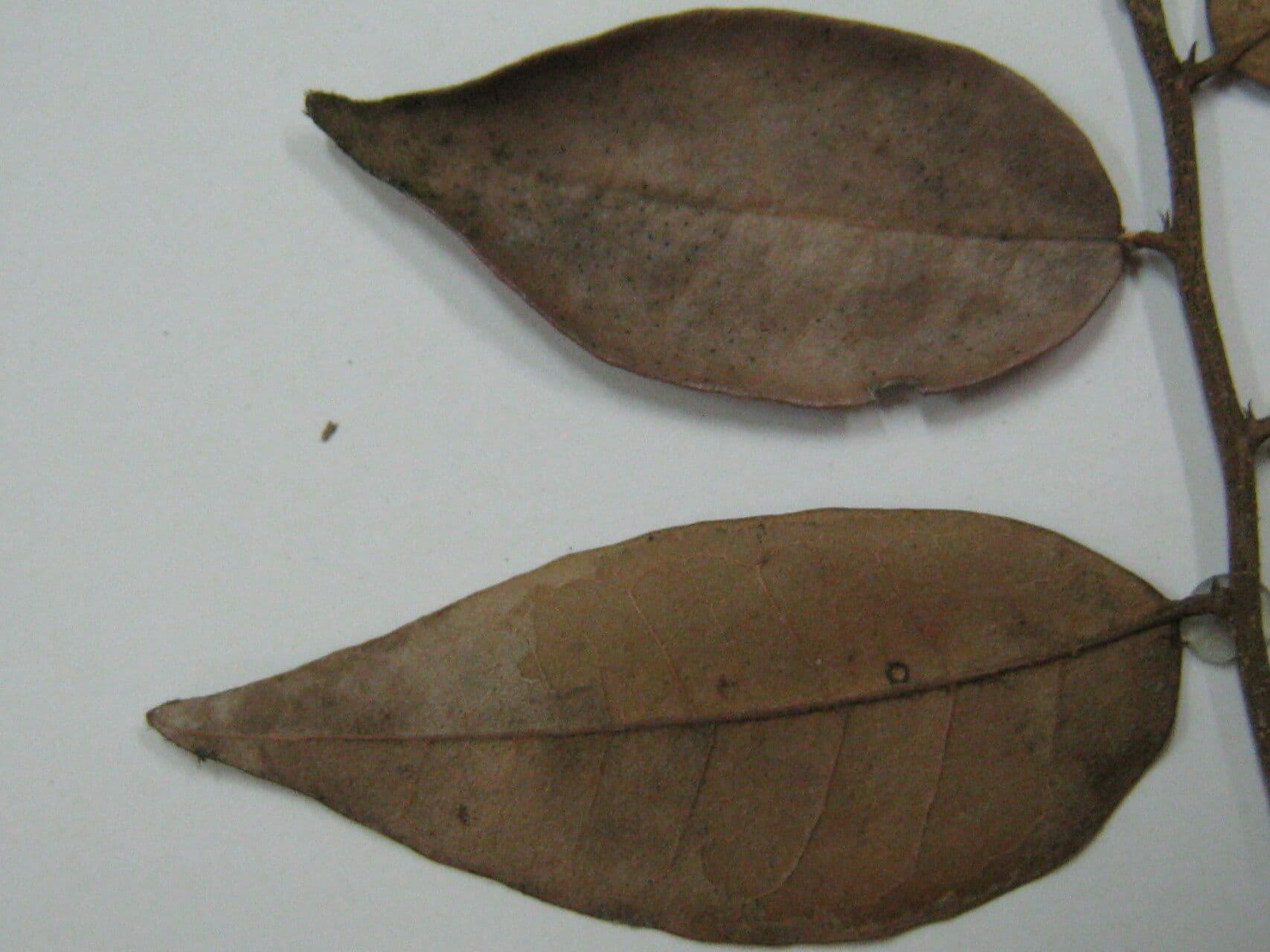 Licania 2