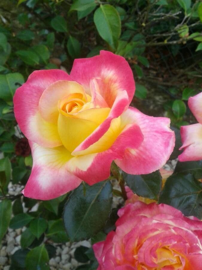 Rosa 9