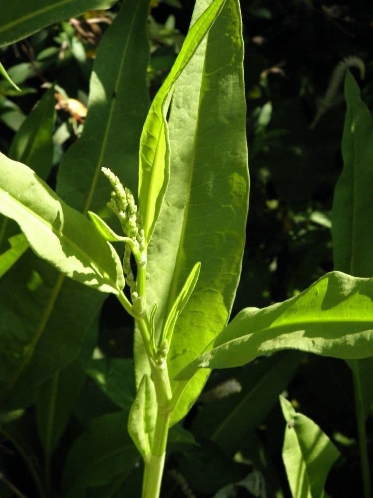 Rumice verticillata 5