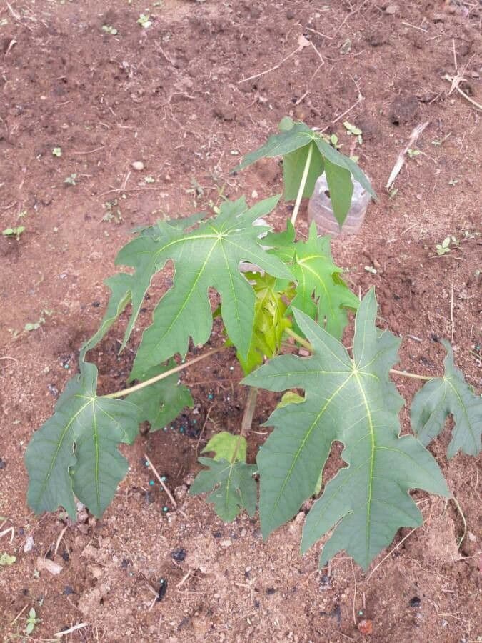 Papaya 18