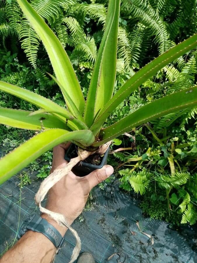 Aloe 13