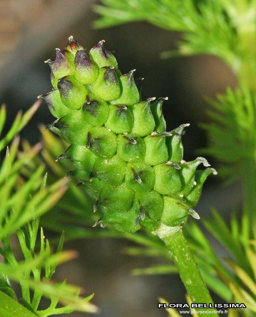 Adonis annuale