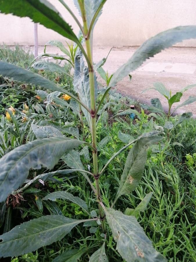 Bidens aurea 17