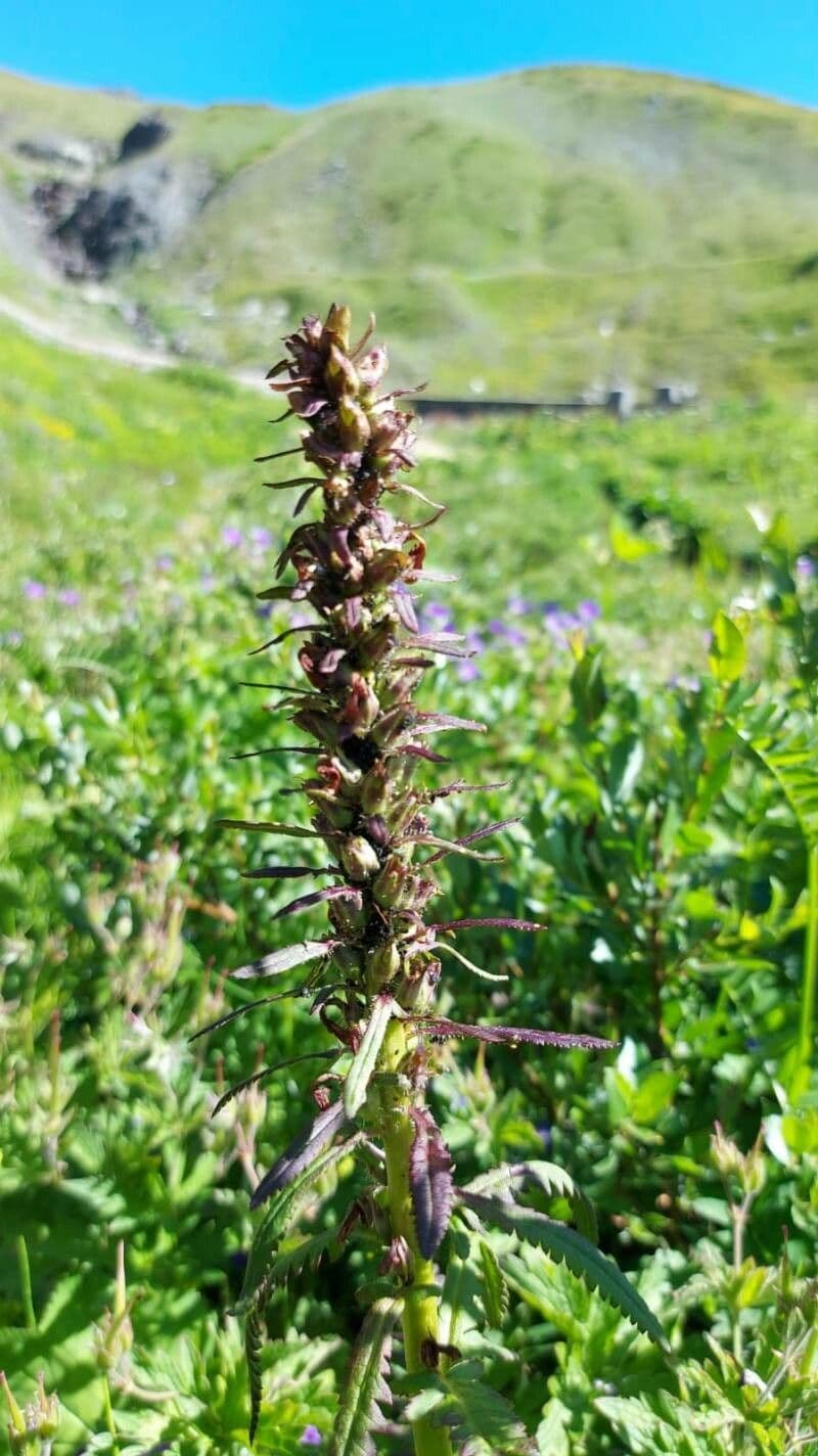 Pedicularis senza becco 5