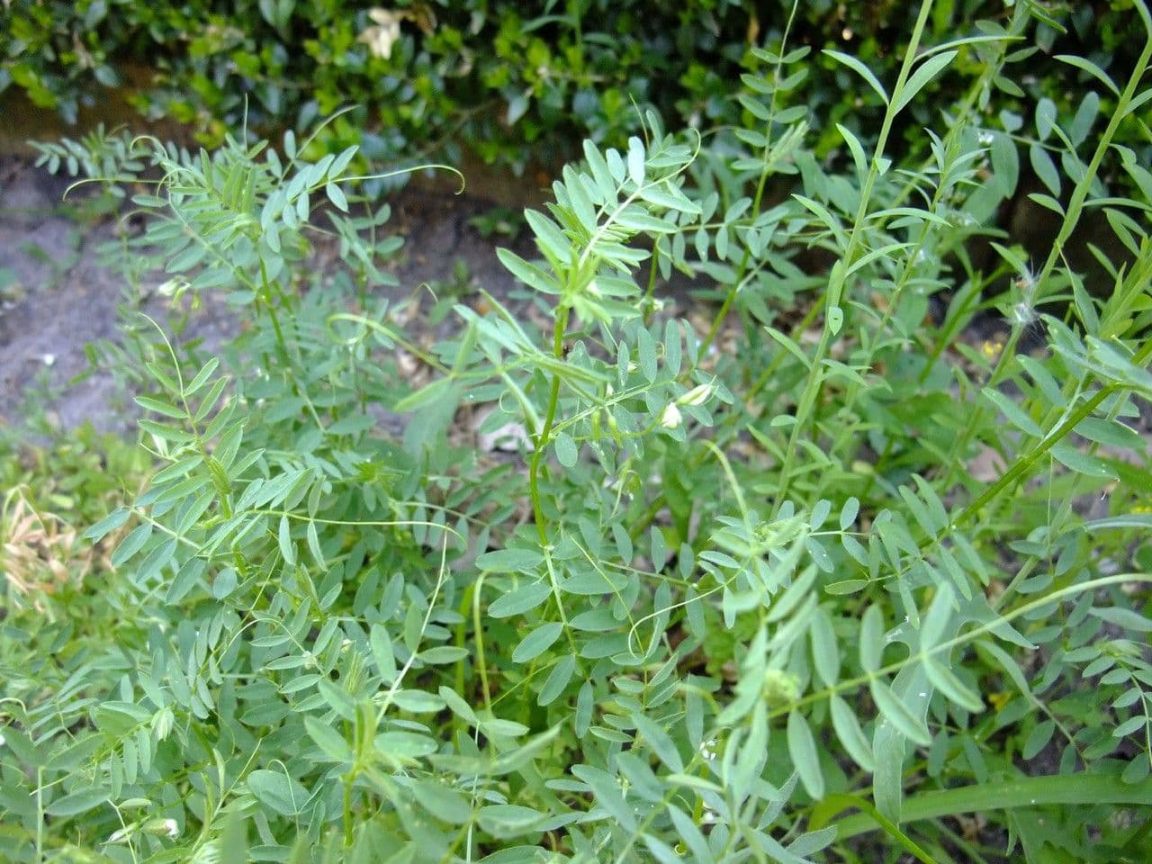 Soczewica jadalna 24