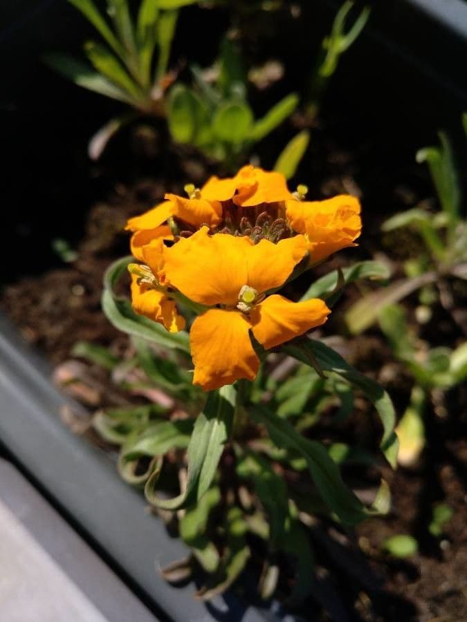Erysimum 4