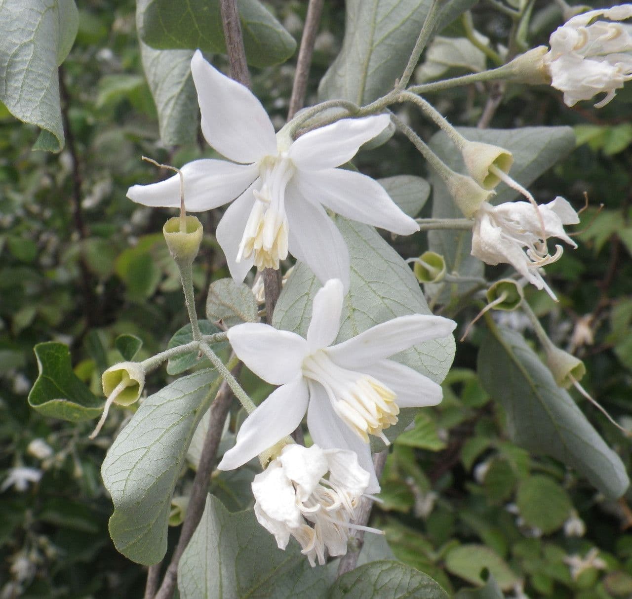 Styrax officinalis 8