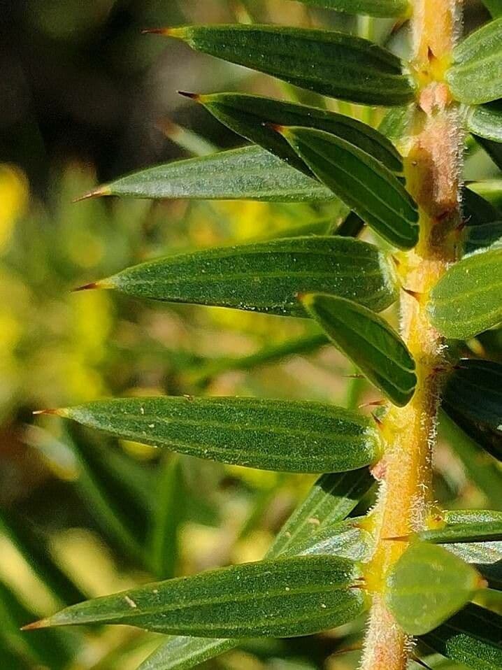 Acacia oxycedrus 8