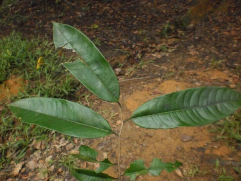 Lecythis idatimon 11