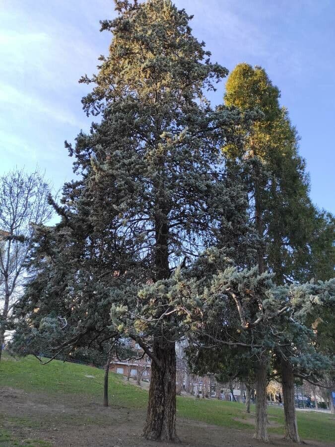 Cypřiš arizonský 13