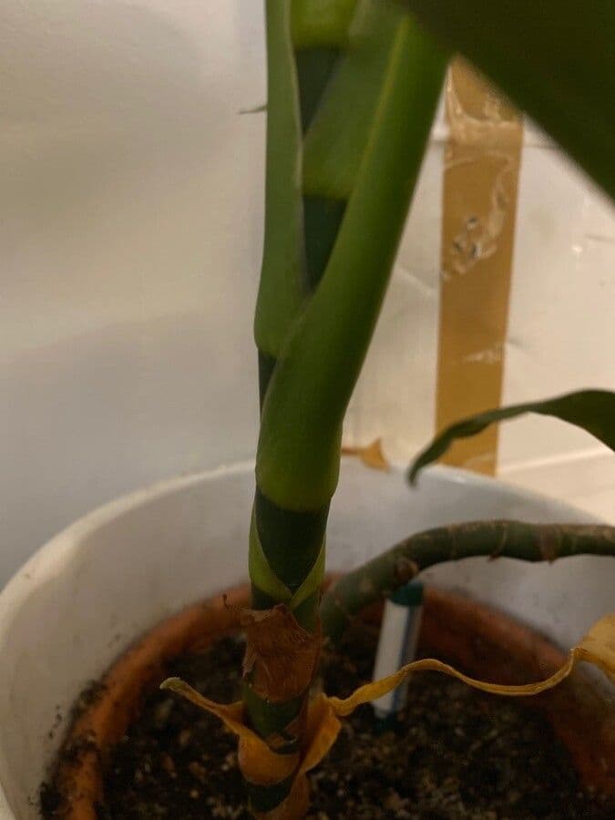 Aglaonema 6
