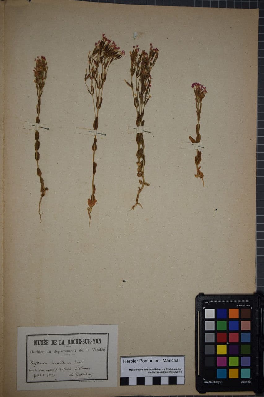 Centaurella tenuiflora 20