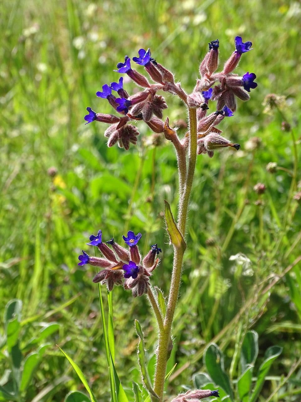 Buglossoide ondulata 22