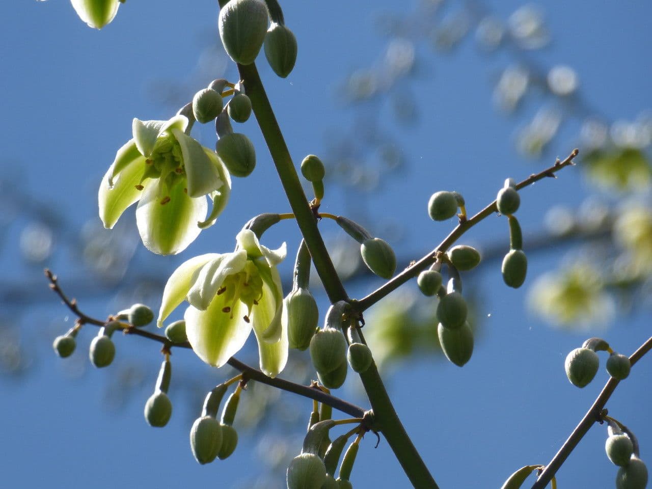 Furcraea 28