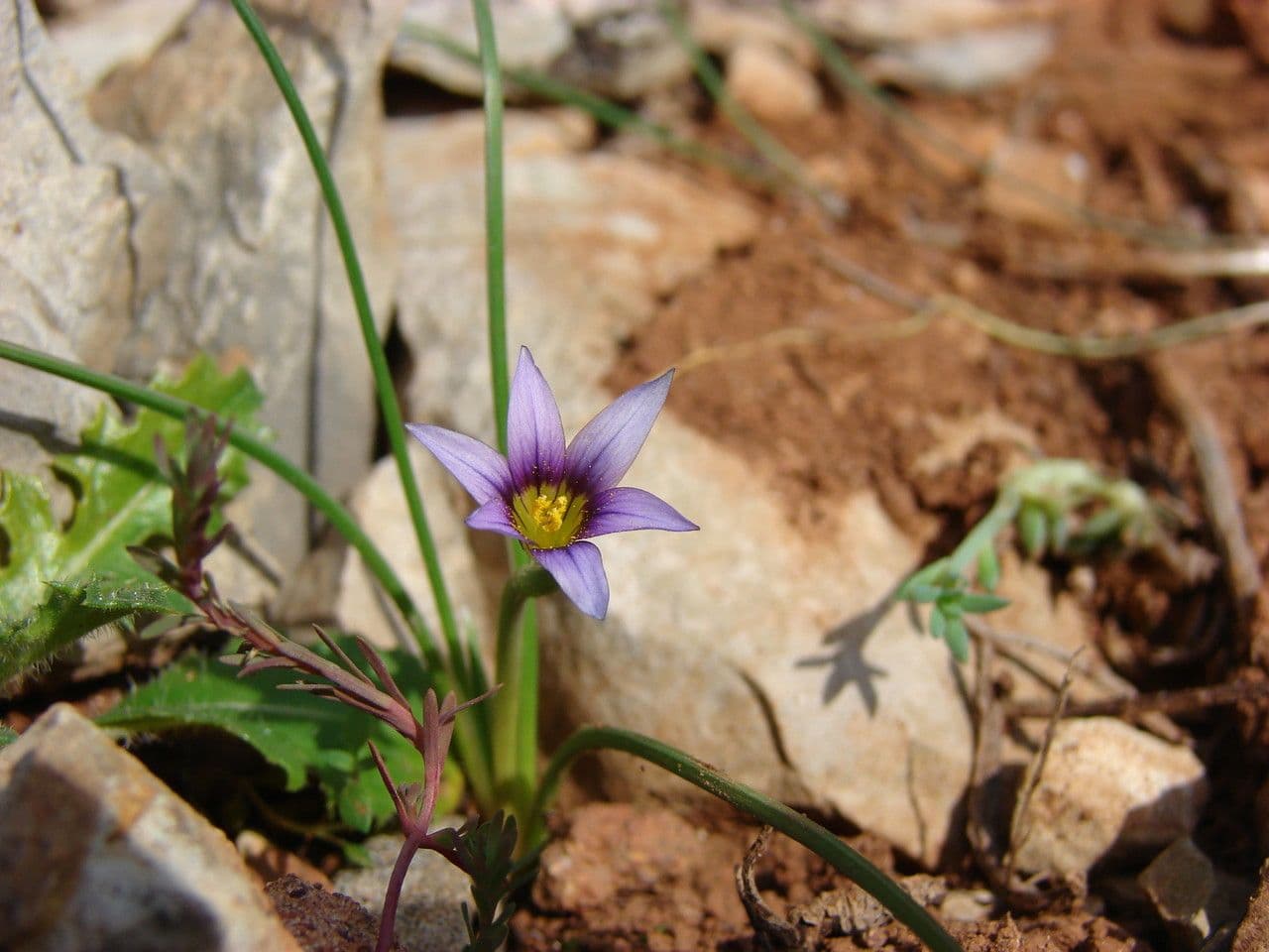 Romulea 11