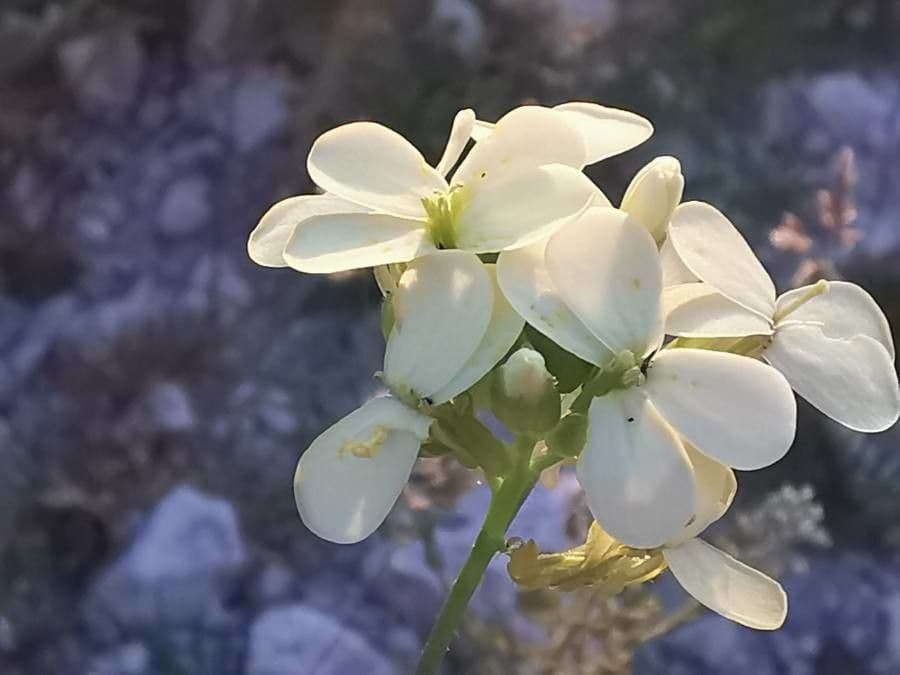 Zahnkresse 10
