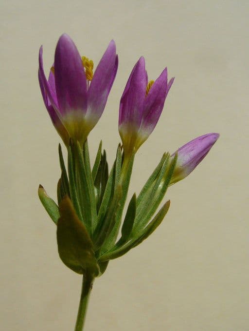 Zeltnera