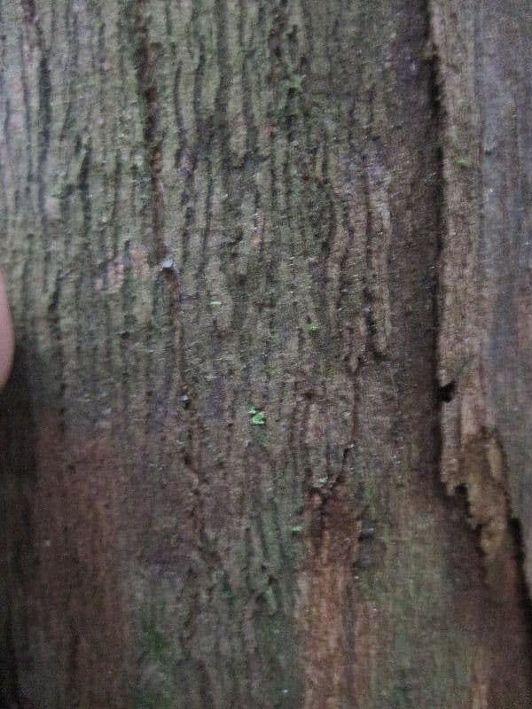 Iryanthera 11