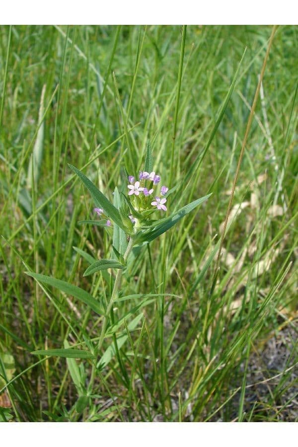 Collomia lineare 11
