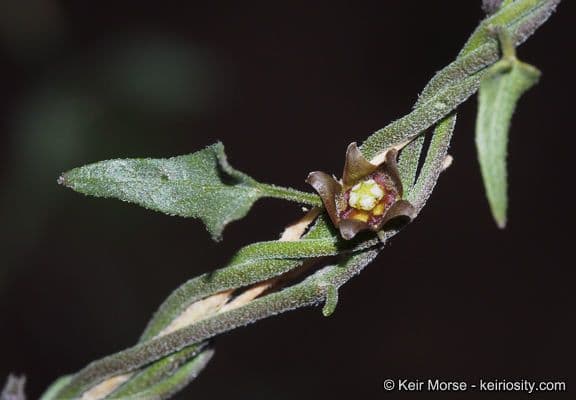 Matelea 2