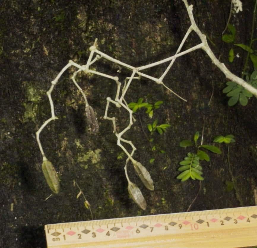 Sparattanthelium 5