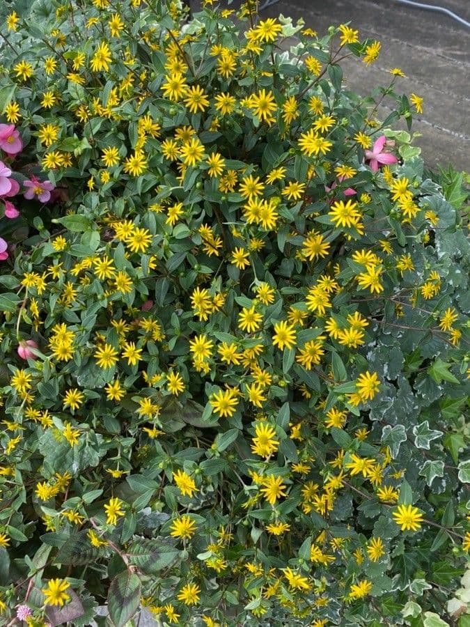 Sanvitalia prostrata 11