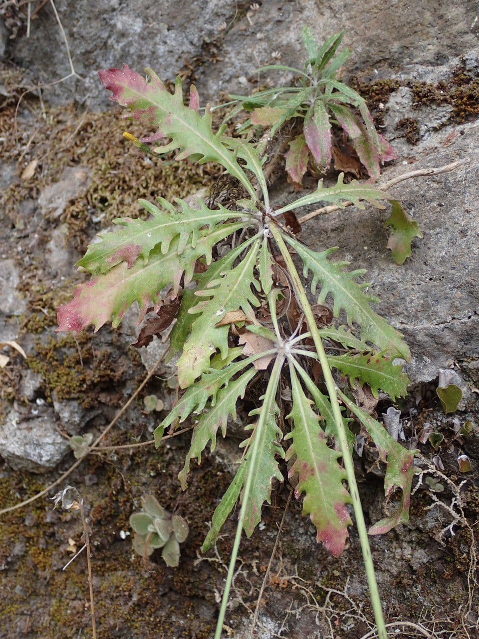 Tolpis laciniata 8