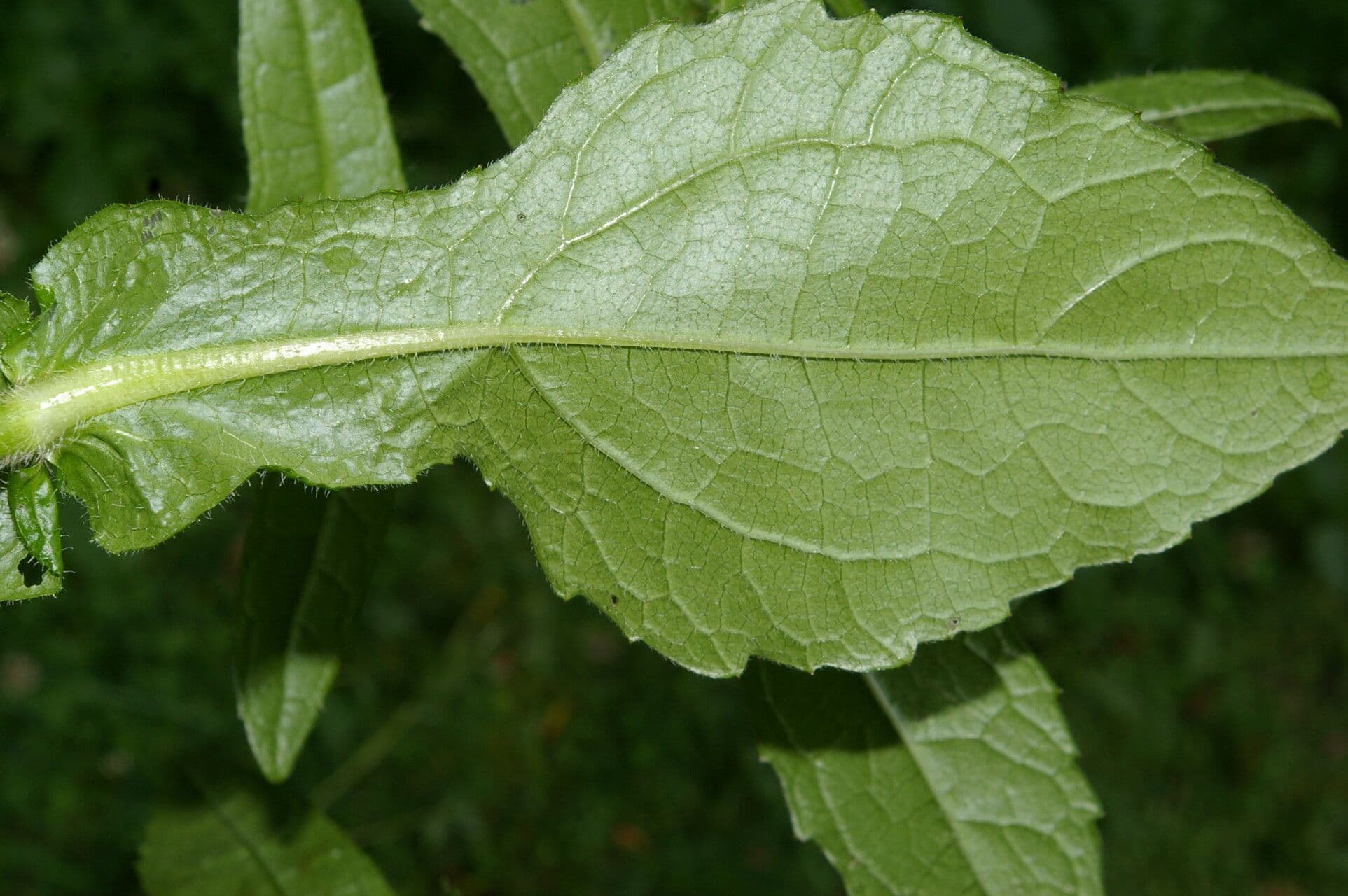 Sigesbeckia 7