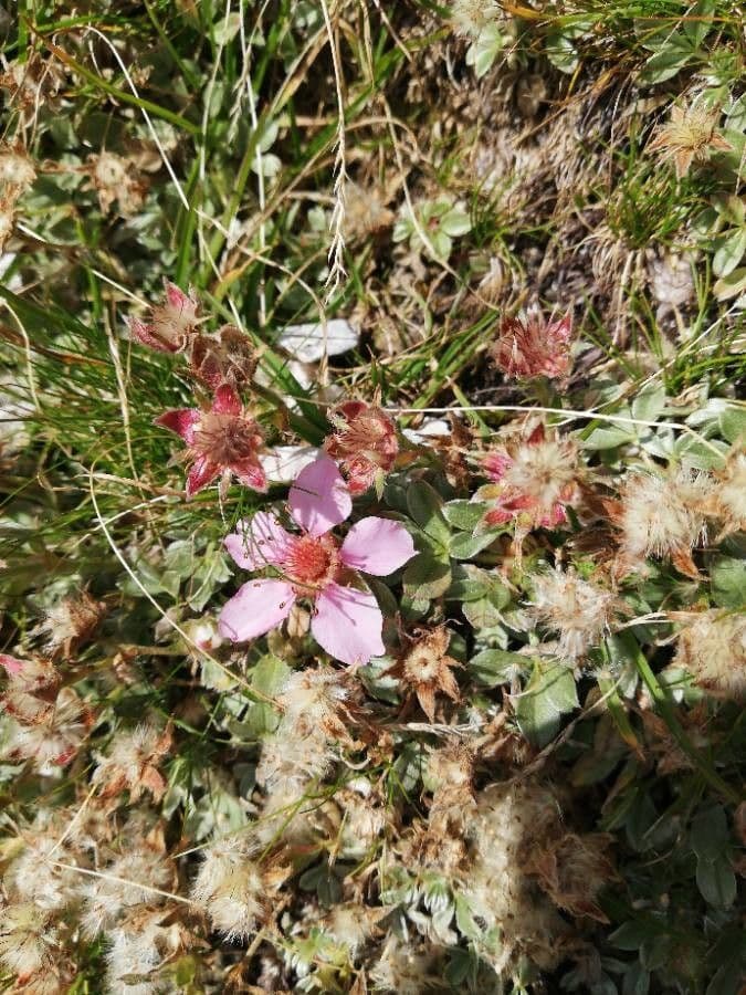 Potentilla lucida 16