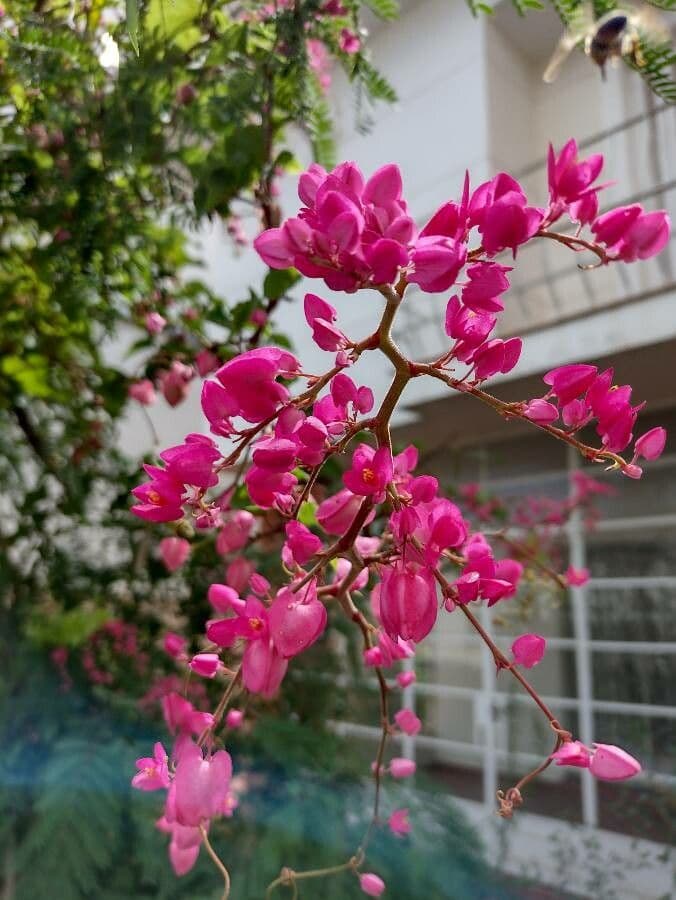 Antigonon leptopus 8