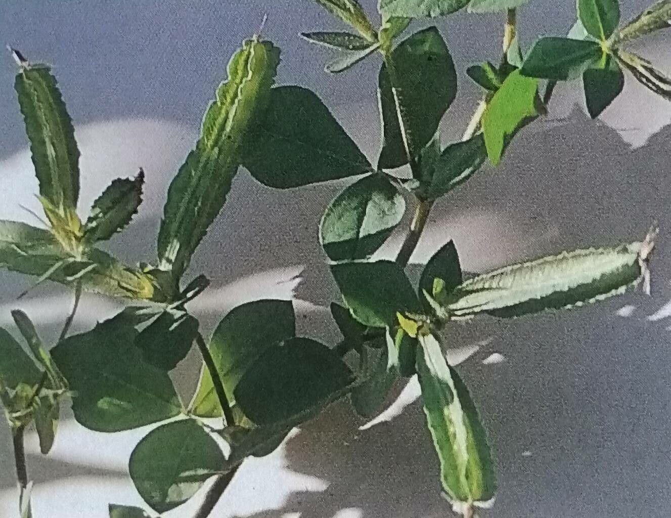 Hühnererbse 5