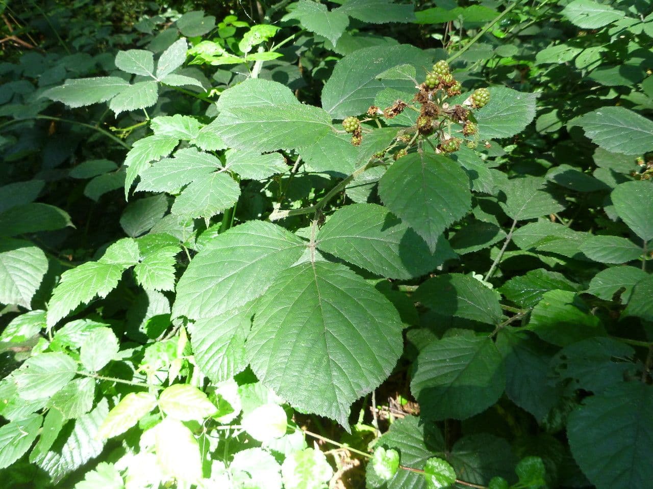 Rovo foglioso 7
