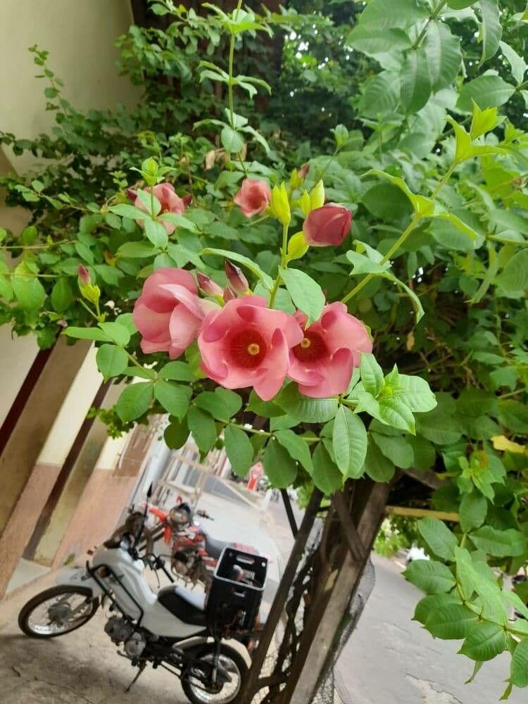 Allamanda viola 18