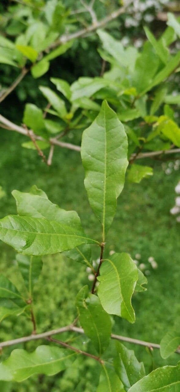 Quercia 4