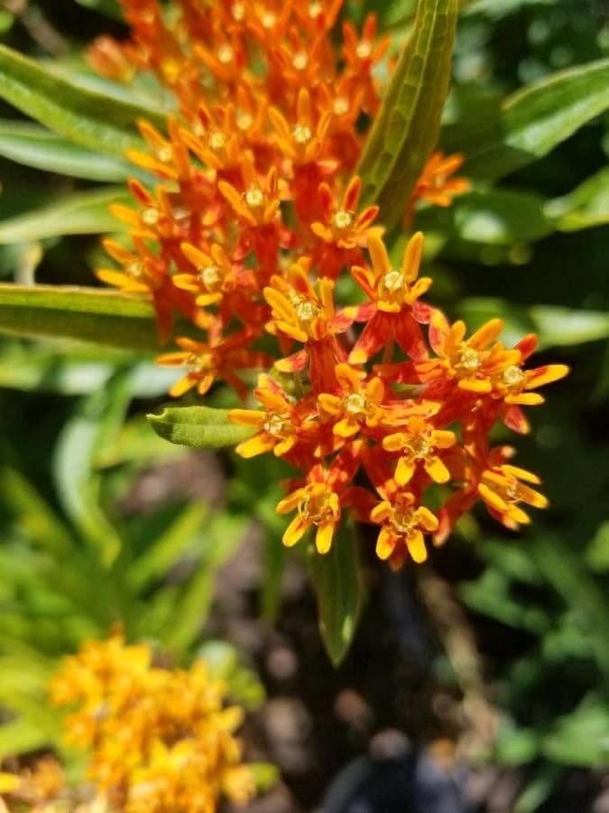 Asclepiade tuberosa 6