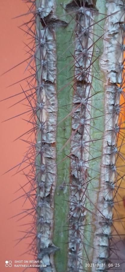 Cactus organo 20