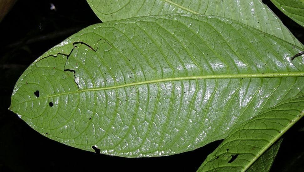 Psychotria 10