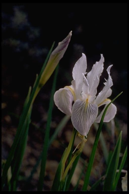 Iris
