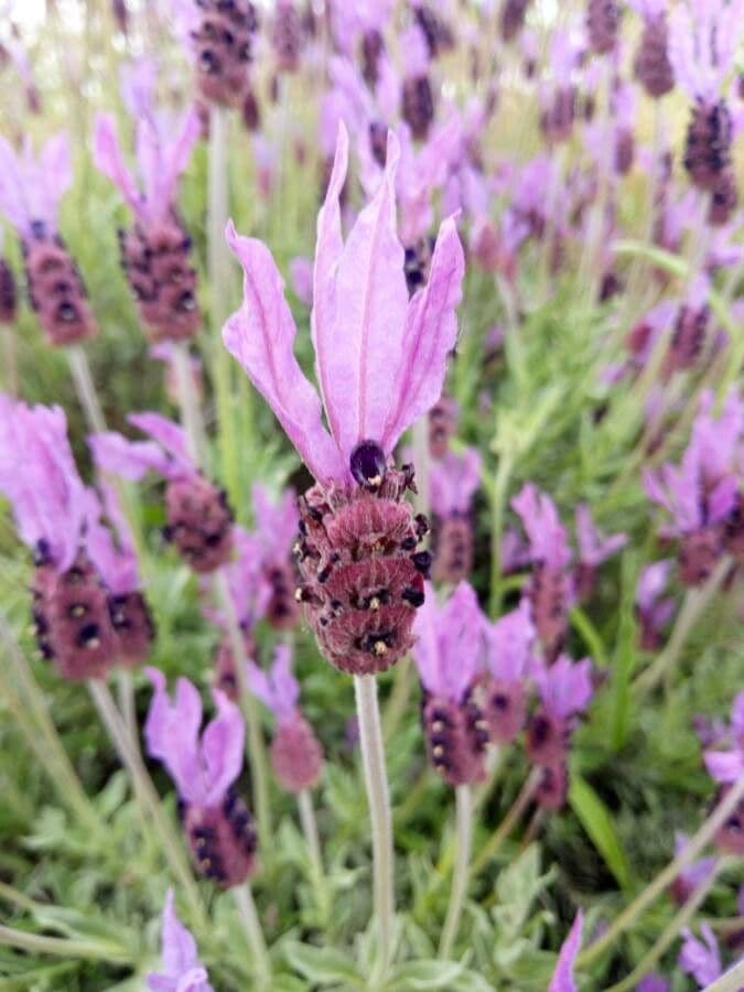 Lavanda selvatica 8