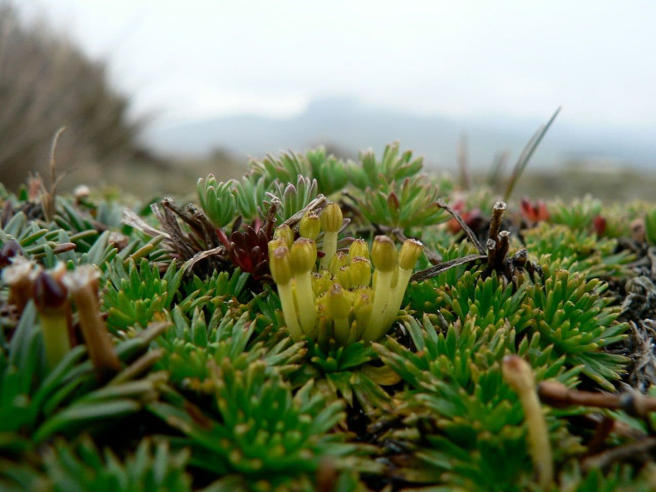 Azorella 2