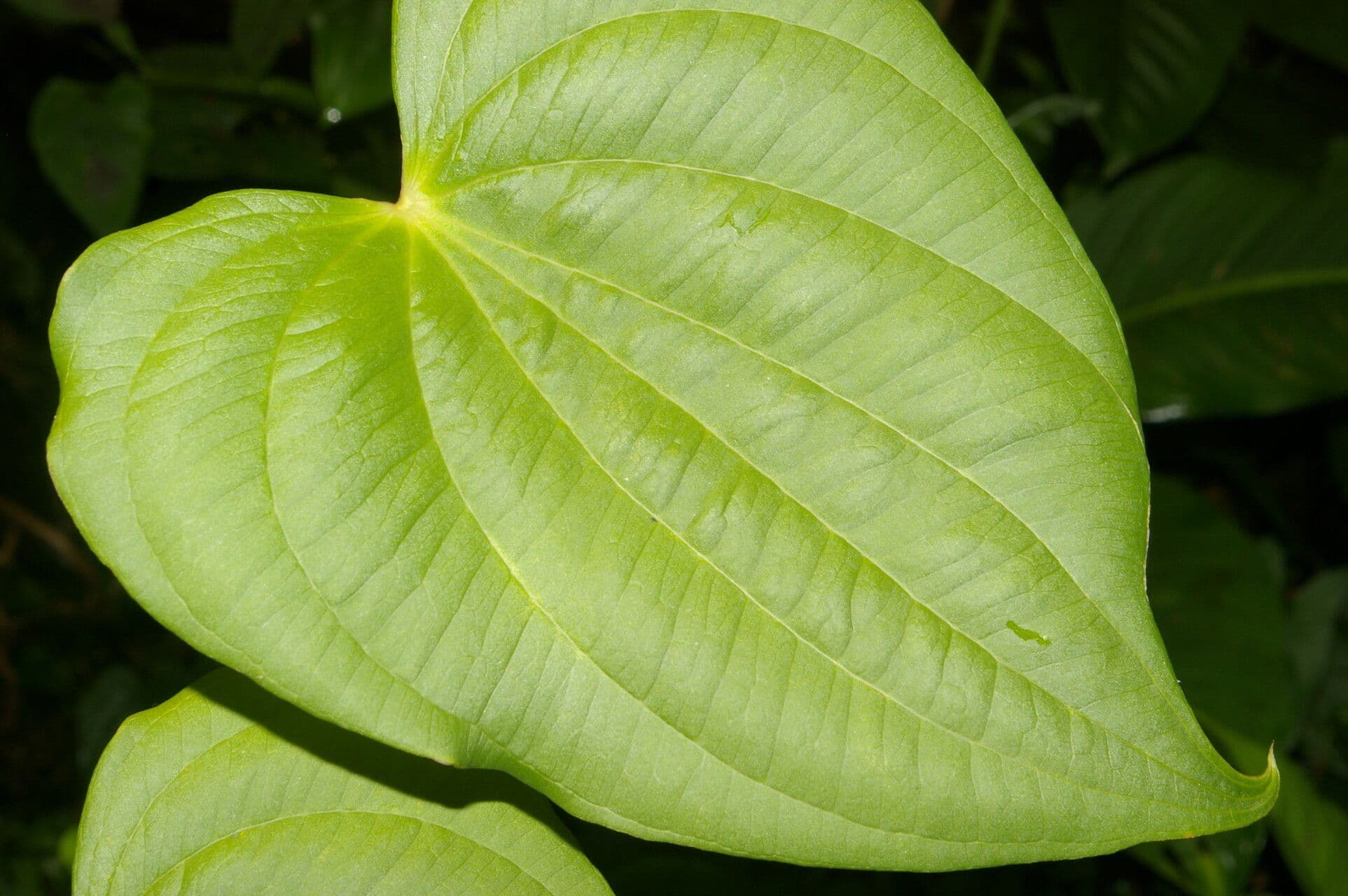 Dioscorea di Standley 3