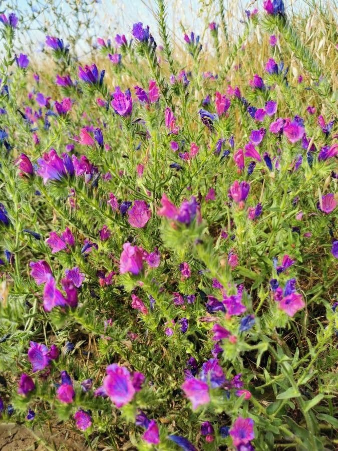 Echium cretico 8