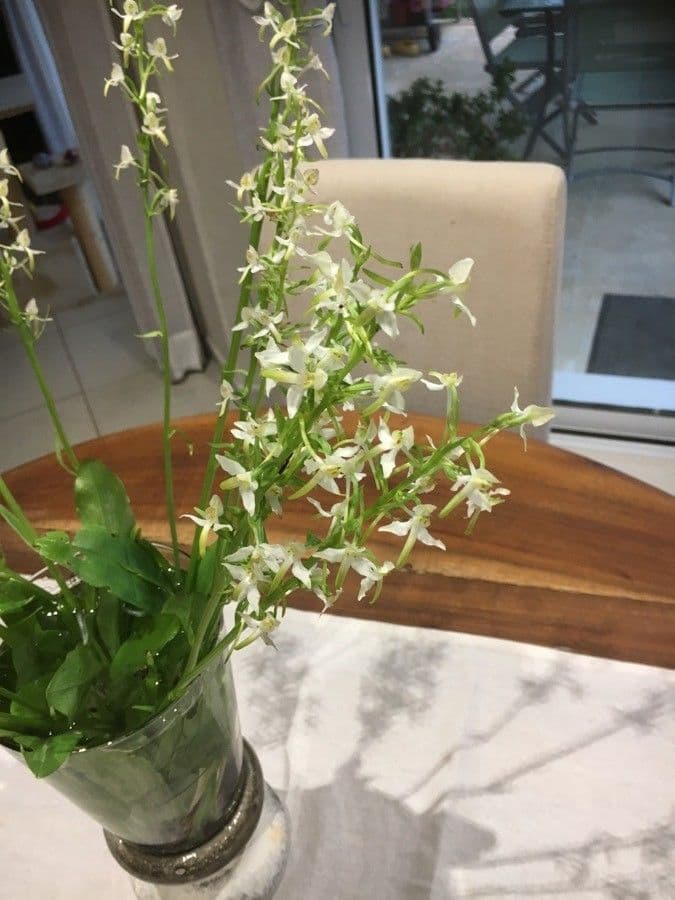 Zweiblättrige Waldhyazinthe 21